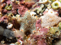 Asterina martinbarriosi