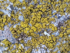 Candelariella