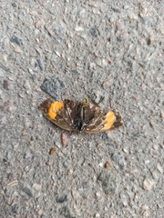 Thecla betulae