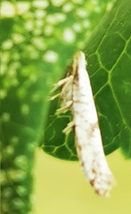 Argyresthia curvella