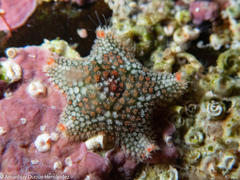 Asterina martinbarriosi