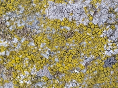 Candelariella