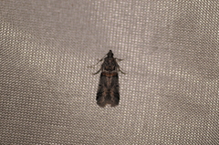 Acrobasis tricolorella