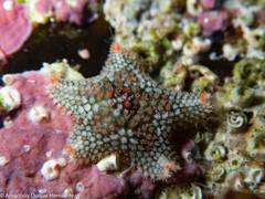 Asterina martinbarriosi