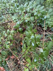 Berberis vulgaris