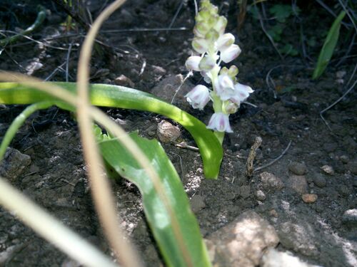 Cala Viooltjie (Lachenalia convallarioides)