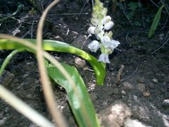 Lachenalia convallarioides