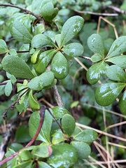 Berberis vulgaris