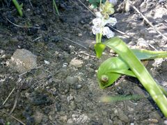 Lachenalia convallarioides