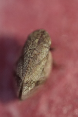 Lepyronia coleoptrata