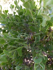 Osteospermum moniliferum