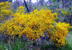 Acacia pulchella