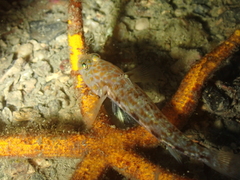 Thorogobius macrolepis