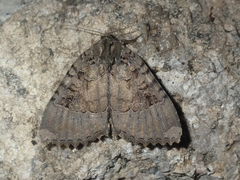 Mormo maura