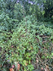 Berberis vulgaris