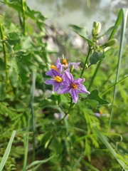 Solanum trilobatum
