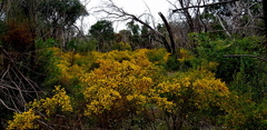 Acacia pulchella