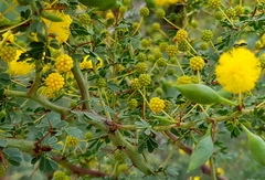 Acacia pulchella