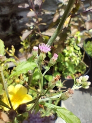 Cyanthillium cinereum