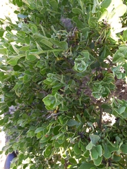 Osteospermum moniliferum