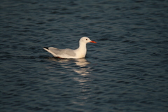 Chroicocephalus genei