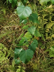 Betula pubescens
