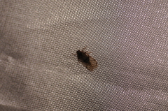 Melanoliarus placitus