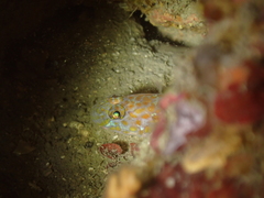 Thorogobius macrolepis