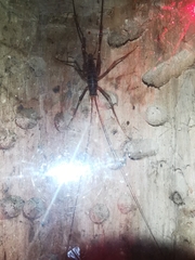 Pachyrhamma acanthocerum