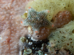 Asterina martinbarriosi