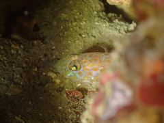 Thorogobius macrolepis