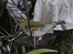 Zosterops lateralis