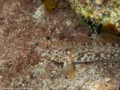 Gobius paganellus