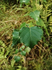 Betula pubescens