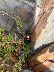 Nicrophorus vespilloides