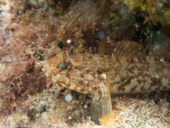 Gobius paganellus