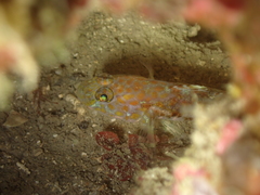 Thorogobius macrolepis