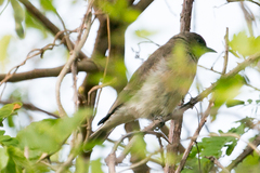 Prodotiscus regulus