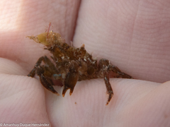 Acanthonyx lunulatus