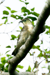 Prodotiscus regulus