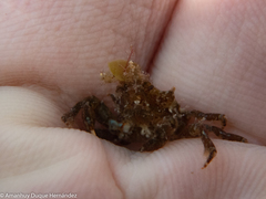 Acanthonyx lunulatus