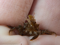 Acanthonyx lunulatus