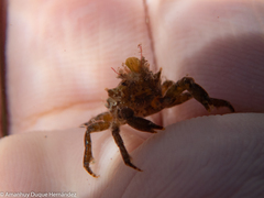 Acanthonyx lunulatus