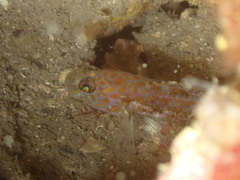 Thorogobius macrolepis