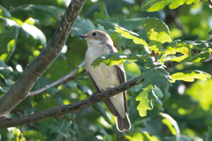 Ficedula hypoleuca
