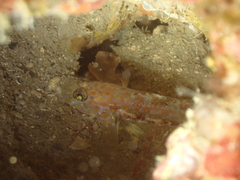 Thorogobius macrolepis