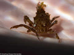 Acanthonyx lunulatus