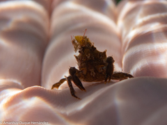 Acanthonyx lunulatus