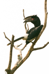 Bycanistes bucinator