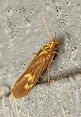 Neureclipsis bimaculata